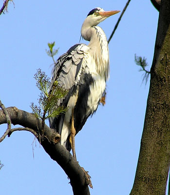 Graureiher, Ardea cinerea